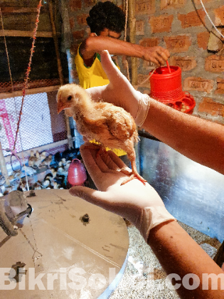 টাইগার মুরগী বাচ্চা